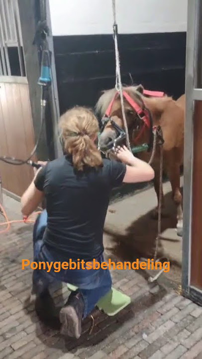 paardengebitsbehandeling door gecertificeerd paardentandarts